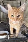 adoptable Cat in  named Tracey