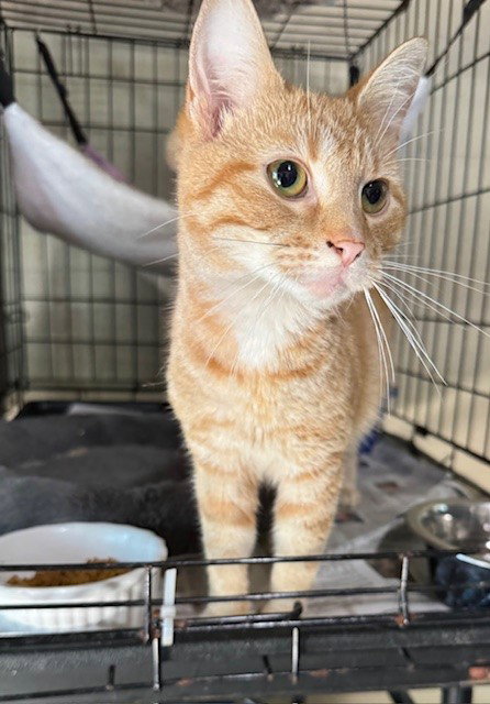 TRACEY - Tabby / Domestic Short Hair available for adoption