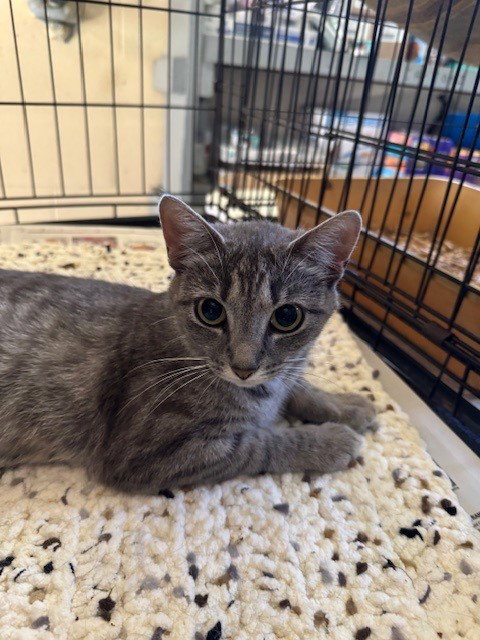 MERIDITH - Tabby / Domestic Short Hair available for adoption