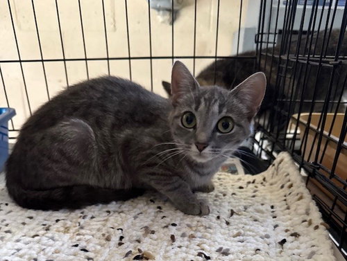 MERIDITH - Tabby / Domestic Short Hair available for adoption