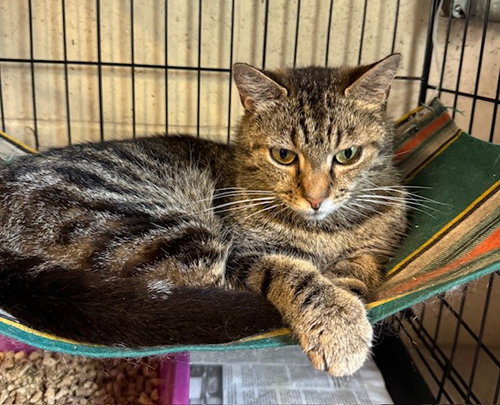 MAZIE - Tabby / Domestic Short Hair available for adoption