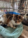 adoptable Cat in  named Katrina