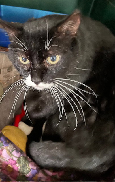 BOB - Domestic Short Hair / Tuxedo available for adoption