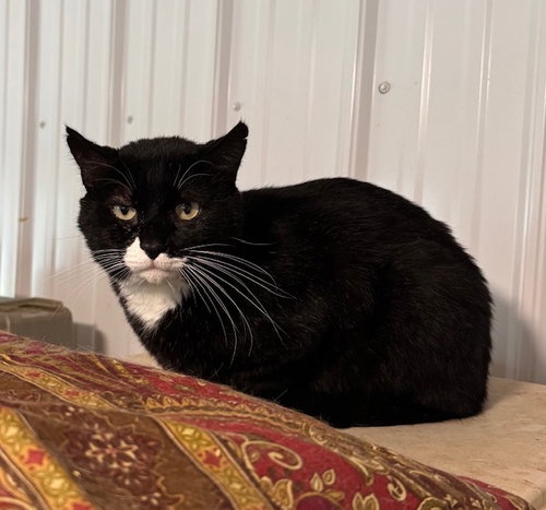 BOB - Domestic Short Hair / Tuxedo available for adoption