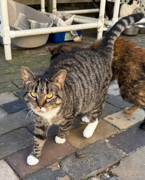 RAINDROP - Domestic Short Hair / Tabby available for adoption
