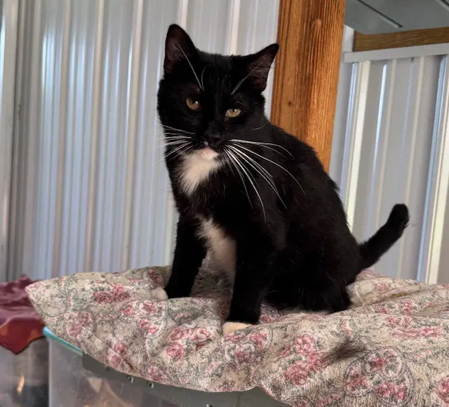 Ruby - Domestic Short Hair