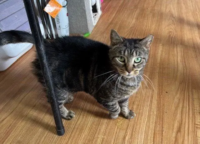 Snickers - Tabby
