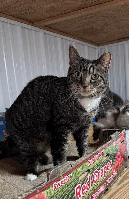 SUSHI - Tabby / Domestic Short Hair available for adoption