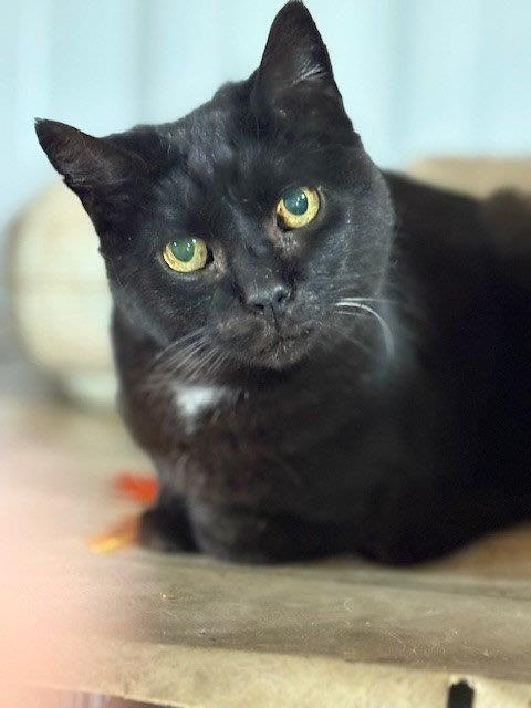 TAMMY - Domestic Short Hair available for adoption