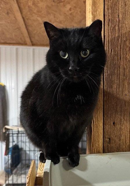 Abby Image