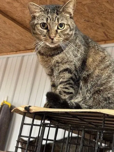 Pj - Tabby
