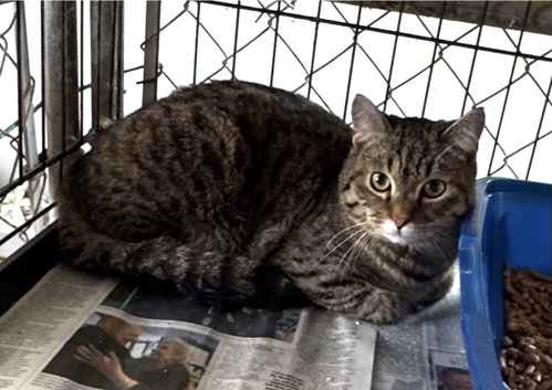 Felix, a cat for adoption from Kiski Valley Cat & Kitten Rescue, Inc.