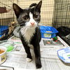 Patrick (formerly Poe) - Photo 2