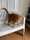 Mufasa - Photo 2