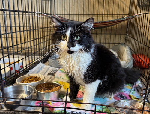 PILGRIM - Domestic Long Hair available for adoption
