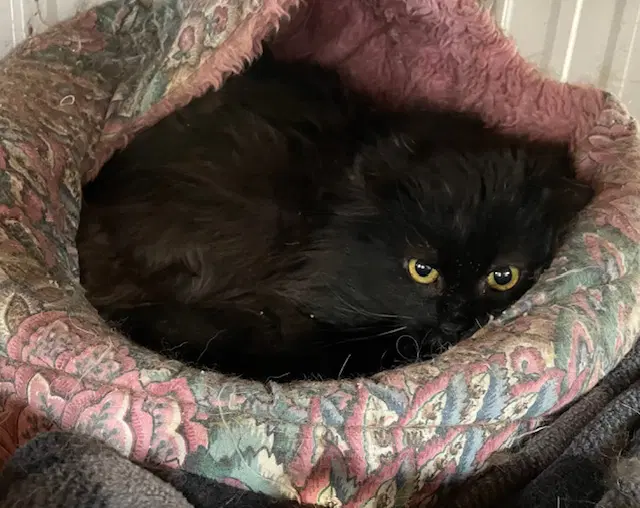 Cartier - Domestic Long Hair