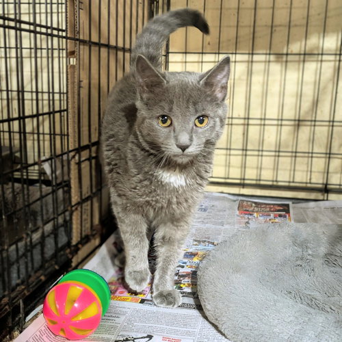MISTY - Domestic Short Hair available for adoption