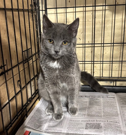 MISTY - Domestic Short Hair available for adoption