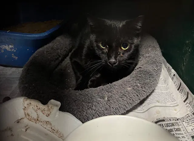 Catalpa - Domestic Short Hair