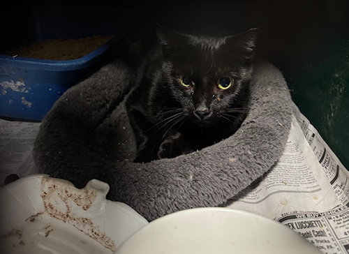 CATALPA - Domestic Short Hair available for adoption