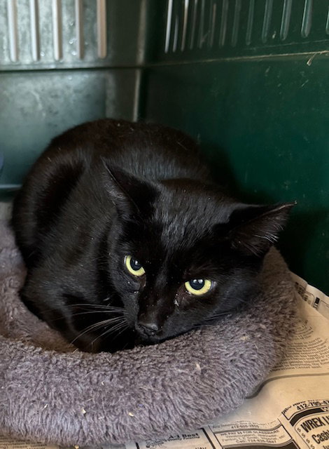 CATALPA - Domestic Short Hair available for adoption