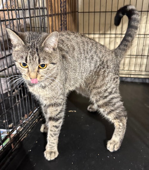 MINERVA - Tabby / Domestic Short Hair available for adoption
