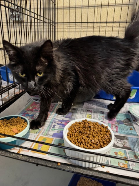 BOSTON - Domestic Long Hair available for adoption