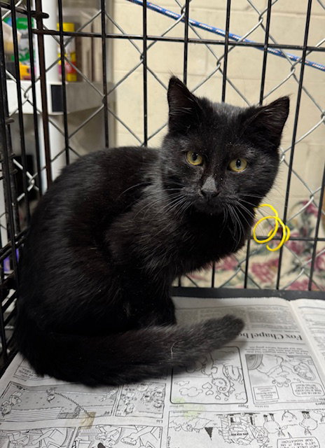 HARBOR - Domestic Medium Hair available for adoption