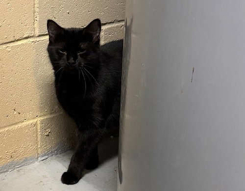 ALICE - Domestic Short Hair available for adoption