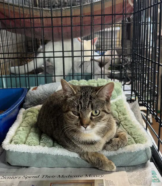 Violet - Tabby