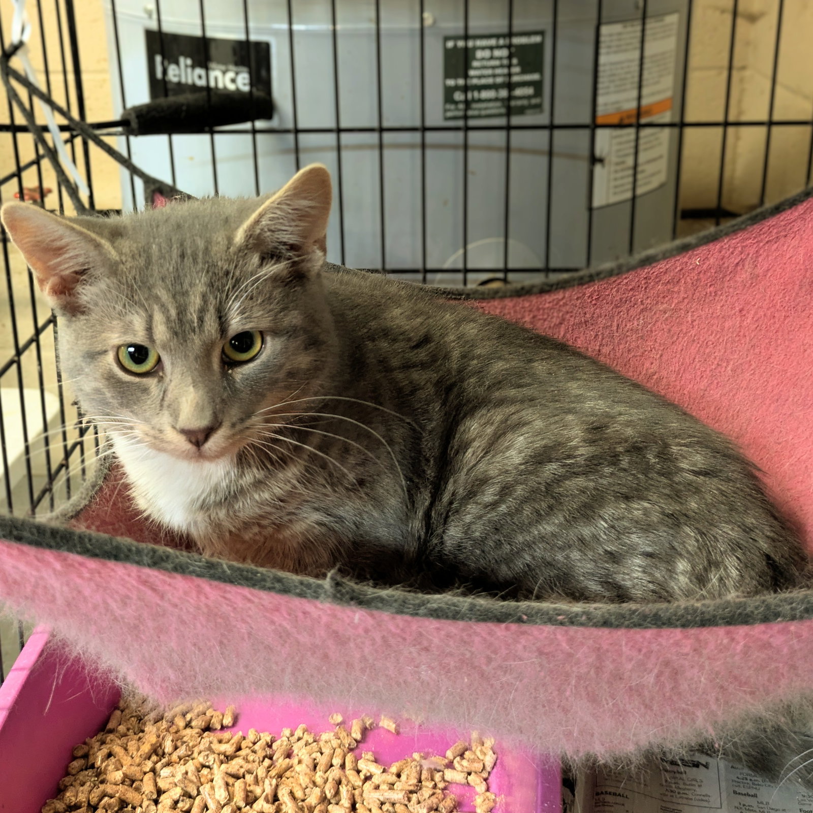 Oliver Image