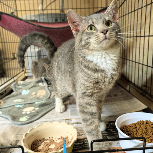 OLIVER - Domestic Short Hair / Tabby available for adoption