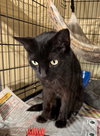 Miss Kitty - Photo 2