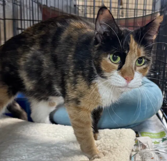 Ophelia - Calico