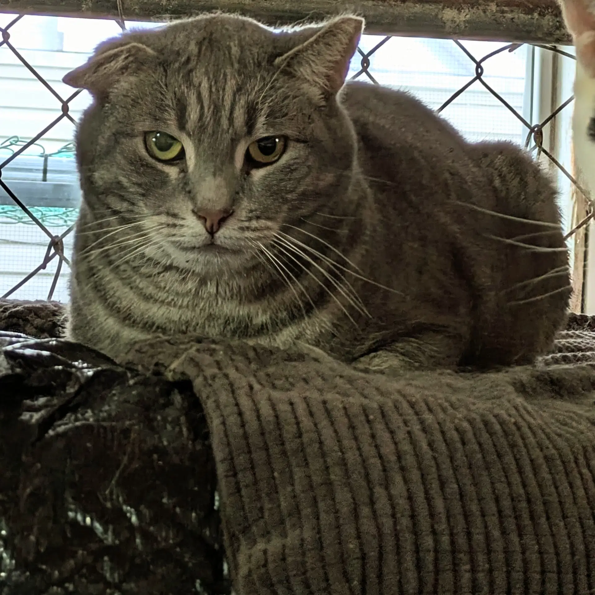 Bogart - Domestic Short Hair