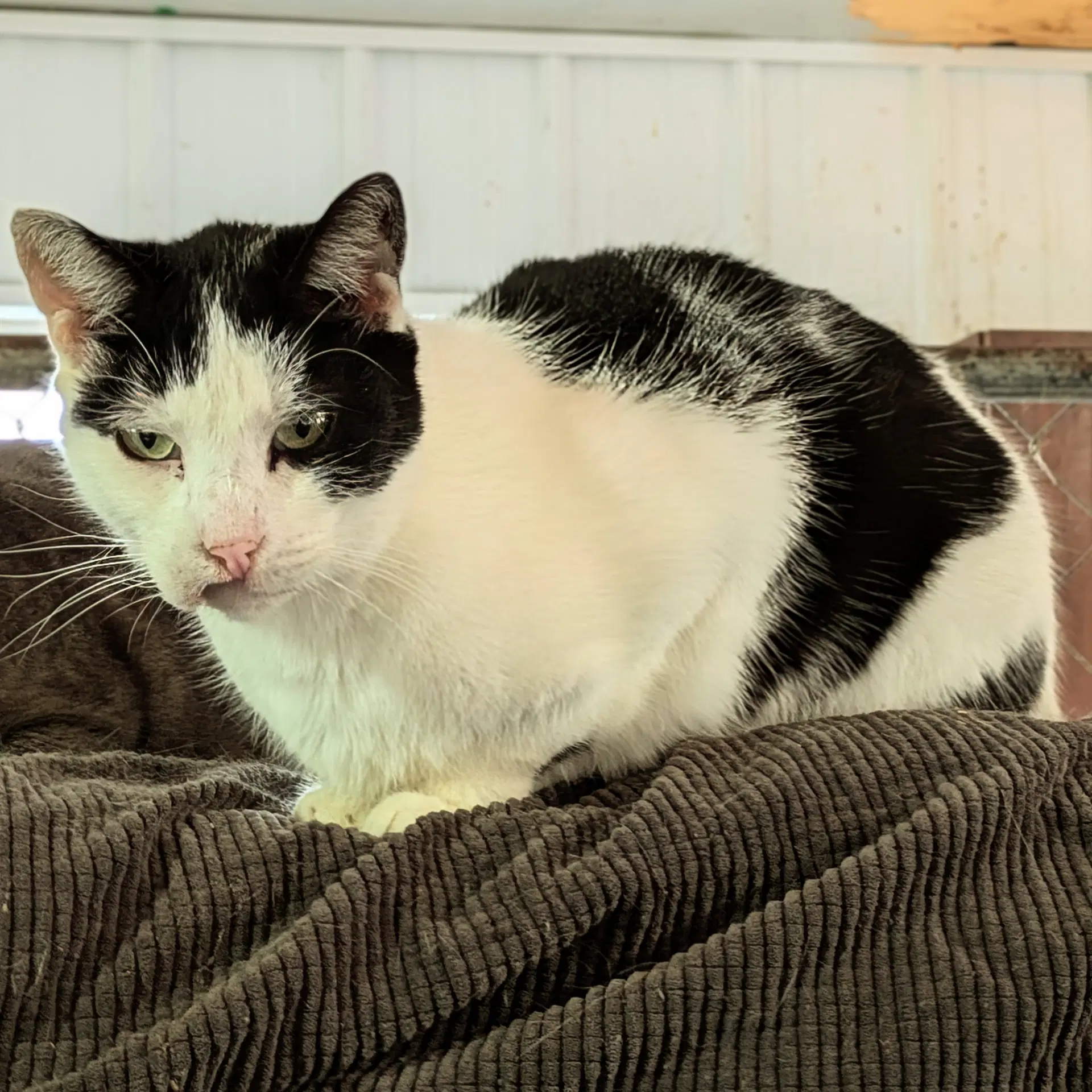 Bruce Springsteen - Domestic Short Hair