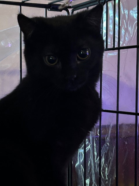 Nessa Rose, Young Domestic Short Hair / Mixed (short coat), cat for adoption in Apollo, Pennsylvania
