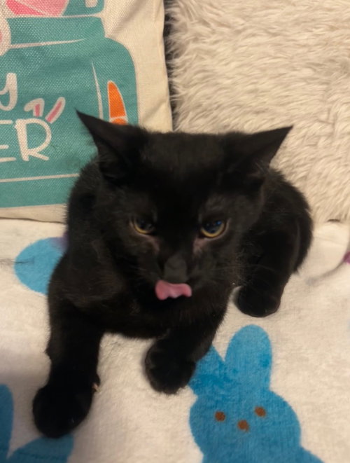Chistery, an adoptable Domestic Short Hair in Apollo, PA