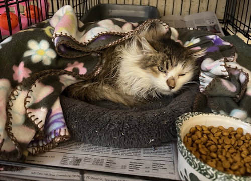 Markle, an adoptable Tabby in Apollo, PA