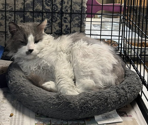 Benny, an adoptable Domestic Long Hair in Apollo, PA