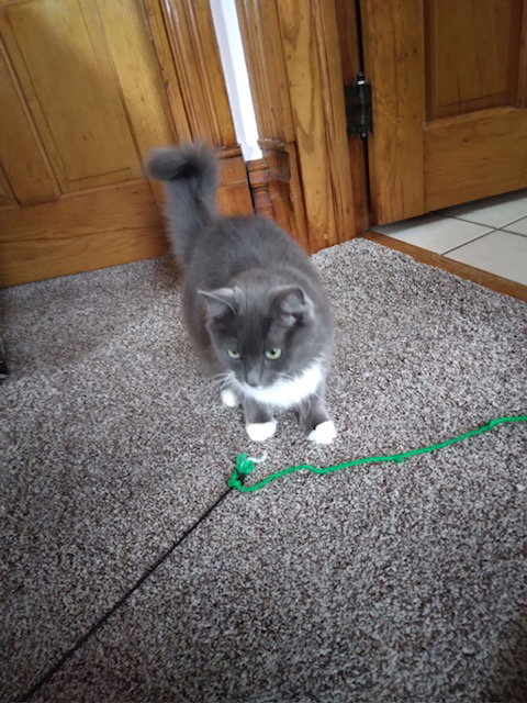 Gracie Image