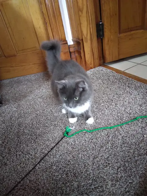 Gracie image 2
