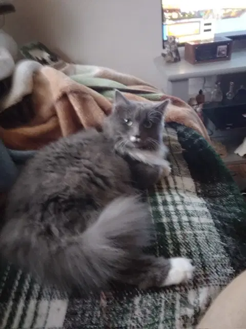 Gracie - Domestic Long Hair