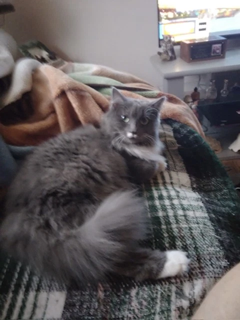 Gracie
