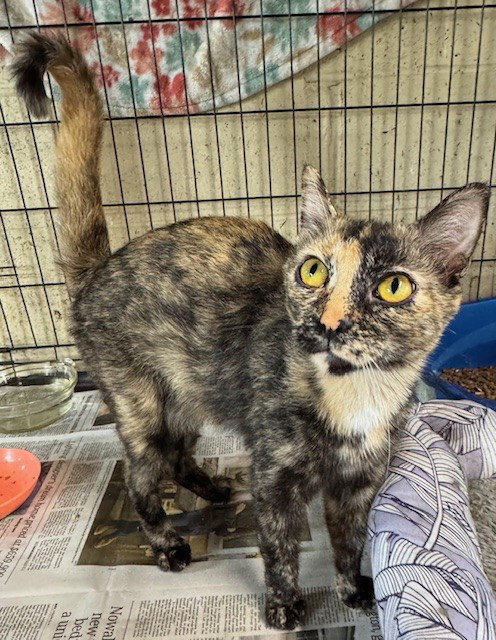 Spearmint, an adoptable Tortoiseshell in Apollo, PA
