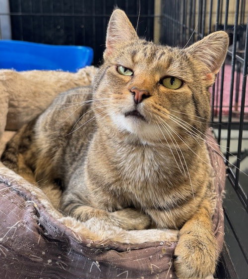 Jasper, Adult Tabby / Domestic Short Hair / Mixed (short coat), cat for adoption in Apollo, Pennsylvania