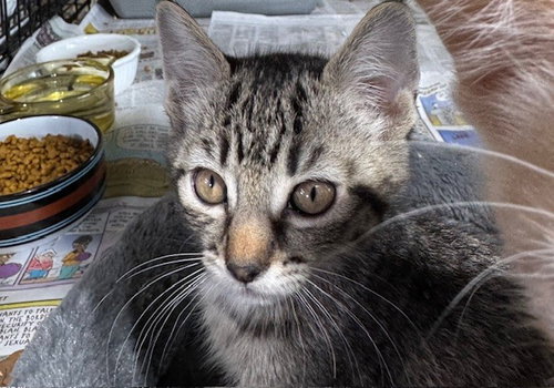 Rootbeer, an adoptable Domestic Short Hair in Apollo, PA