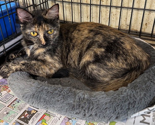 Peppermint, an adoptable Domestic Short Hair in Apollo, PA