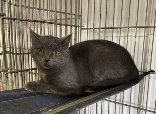 Shadow, Young Domestic Short Hair / Mixed (short coat), cat for adoption in Pittsburgh, Pennsylvania