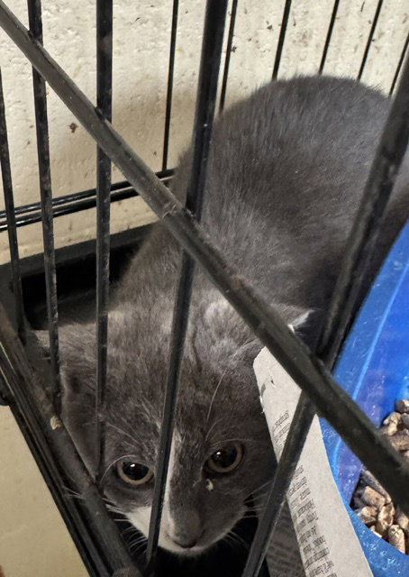 Cloudy, an adoptable Domestic Short Hair in Apollo, PA